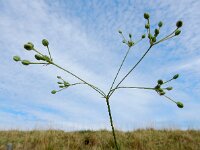 Petroselinum segetum 9, Wilde peterselie, Saxifraga-Ed Stikvoort