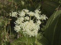 Peucedanum ostruthium 3, Saxifraga-Jan van der Straaten