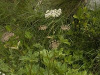Peucedanum ostruthium 5, Saxifraga-Willem van Kruijsbergen