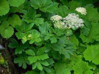 Peucedanum ostruthium 7, Saxifraga-Ed Stikvoort