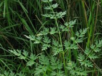 Peucedanum palustre 10, Melkeppe, Saxifraga-Rutger Barendse