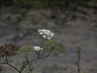 Peucedanum palustre 11, Melkeppe, Saxifraga-Peter Meininger