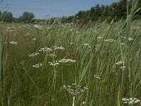 Peucedanum palustre 16, Melkeppe, Saxifraga-Jan van der Straaten