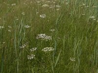Peucedanum palustre 20, Melkeppe, Saxifraga-Jan van der Straaten