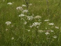 Peucedanum palustre 21, Melkeppe, Saxifraga-Jan van der Straaten