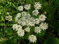 Peucedanum palustre 25, Melkeppe, Saxifraga-Rutger Barendse
