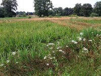 Peucedanum palustre 35, Melkeppe, Saxifraga-Hans Boll