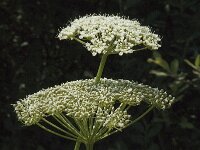 Peucedanum palustre 4, Melkeppe, Saxifraga-Marijke Verhagen