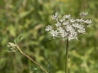 Peucedanum palustre 40, Melkeppe, Saxifraga-Willem van Kruijsbergen