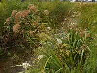 Peucedanum palustre 46, Melkeppe, Saxifraga-Ed Stikvoort
