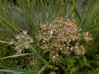 Peucedanum palustre 47, Melkeppe, Saxifraga-Ed Stikvoort : A900