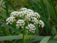 Peucedanum palustre 48, Melkeppe, Saxifraga-Ed Stikvoort