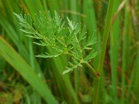 Peucedanum palustre 49, Melkeppe, Saxifraga-Ed Stikvoort