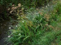 Peucedanum palustre 50, Melkeppe, Saxifraga-Ed Stikvoort