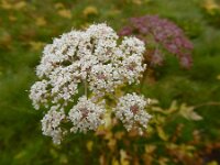 Peucedanum palustre 51, Melkeppe, Saxifraga-Ed Stikvoort
