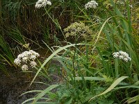 Peucedanum palustre 52, Melkeppe, Saxifraga-Ed Stikvoort