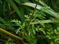 Peucedanum palustre 53, Melkeppe, Saxifraga-Ed Stikvoort