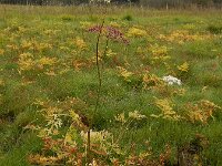 Peucedanum palustre 54, Melkeppe, Saxifraga-Ed Stikvoort
