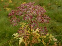 Peucedanum palustre 55, Melkeppe, Saxifraga-Ed Stikvoort