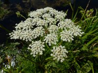 Peucedanum palustre 56, Melkeppe, Saxifraga-Ed Stikvoort