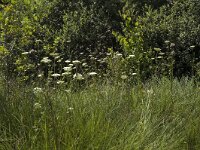 Peucedanum palustre 6, Melkeppe, Saxifraga-Marijke Verhagen