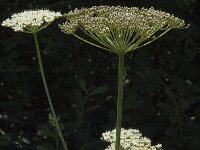 Peucedanum palustre 9, Melkeppe, Saxifraga-Marijke Verhagen