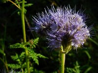 Phacelia tanacetifolia 10, Phacelia, Saxifraga-Ed Stikvoort