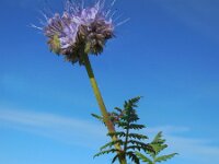 Phacelia tanacetifolia 4, Phacelia, Saxifraga-Ed Stikvoort