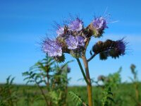Phacelia tanacetifolia 5, Phacelia, Saxifraga-Ed Stikvoort