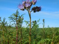 Phacelia tanacetifolia 6, Phacelia, Saxifraga-Ed Stikvoort