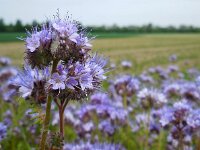 Phacelia tanacetifolia 7, Phacelia, Saxifraga-Ed Stikvoort