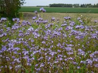 Phacelia tanacetifolia 8, Phacelia, Saxifraga-Ed Stikvoort