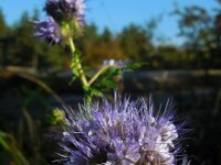 Phacelia tanacetifolia 9, Phacelia, Saxifraga-Ed Stikvoort