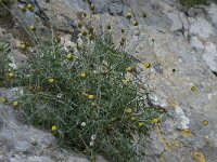 Phagnalon graecum 3, Saxifraga-Willem van Kruijsbergen