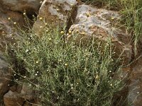 Phagnalon graecum 4, Saxifraga-Jan van der Straaten