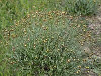 Phagnalon graecum 8, Saxifraga-Harry Jans