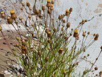 Phagnalon saxatile 12, Saxifraga-Ed Stikvoort