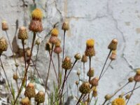 Phagnalon saxatile 13, Saxifraga-Ed Stikvoort