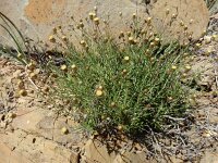 Phagnalon saxatile 14, Saxifraga-Ed Stikvoort