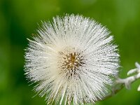 Phagnalon saxatile 16, Saxifraga-Sonja Bouwman  Phagnalon saxatile - Asteraceae familie