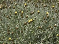 Phagnalon saxatile 3, Saxifraga-Jan van der Straaten