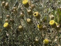 Phagnalon saxatile 4, Saxifraga-Jan van der Straaten