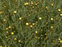 Phagnalon saxatile 5, Saxifraga-Willem van Kruijsbergen