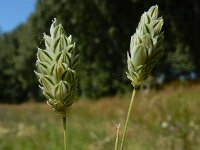 Phalaris canariensis 10, Kanariezaad, Saxifraga-Ed Stikvoort : Franse boekweit Nieuwvliet-Bad s9900