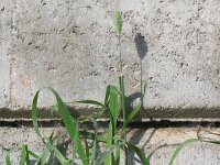 Phalaris canariensis 6, Kanariezaad, Saxifraga-Rutger Barendse