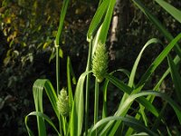 Phalaris canariensis 7, Kanariezaad, Saxifraga-Rutger Barendse
