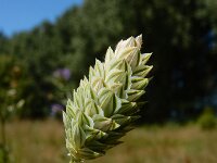 Phalaris canariensis 8, Kanariezaad, Saxifraga-Ed Stikvoort : Franse boekweit Nieuwvliet-Bad s9900