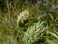 Phalaris canariensis 9, Kanariezaad, Saxifraga-Ed Stikvoort : Franse boekweit Nieuwvliet-Bad s9900