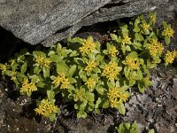 Phedimus aizoon