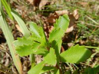Phedimus kamtschaticus 2, Kamtsjatka-vetkruid, Saxifraga-Rutger Barendse